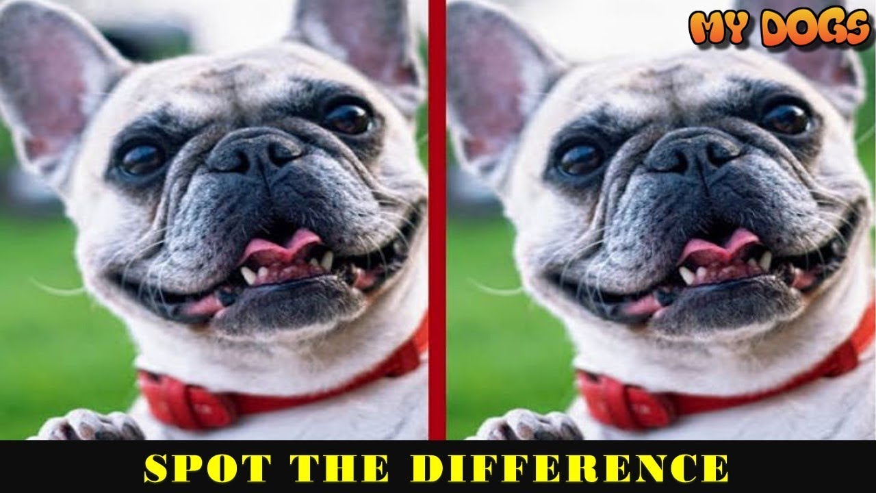 Find The Difference Dog Spot The Difference Can You Find All