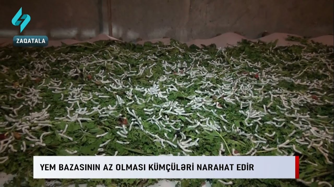 Yem bazasinin az olmasi kumchuleri narahat edir... | Kanal S Xeber