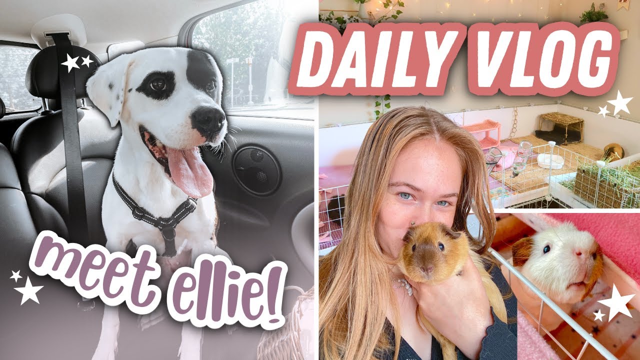 MEET MY NEW DOG   Daily Vlog