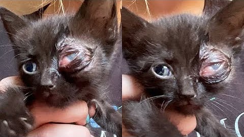 Removing A Massive Botfly Maggot Inside Tiny Cat