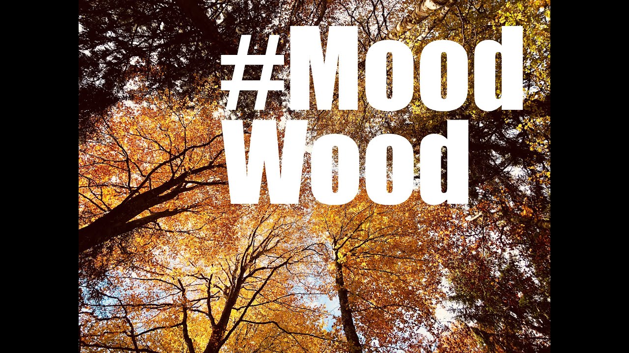 AUTOMNE [Teaser] 🌲Bivouac Forêt Suisse 🌲7°🌲4rtik.Bushcraft