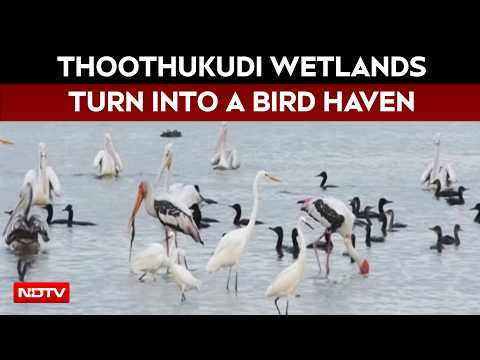 Tamil Nadu News | Thoothukudi Wetlands Turn Into Bird Haven As Waterbirds Flock To Tanks