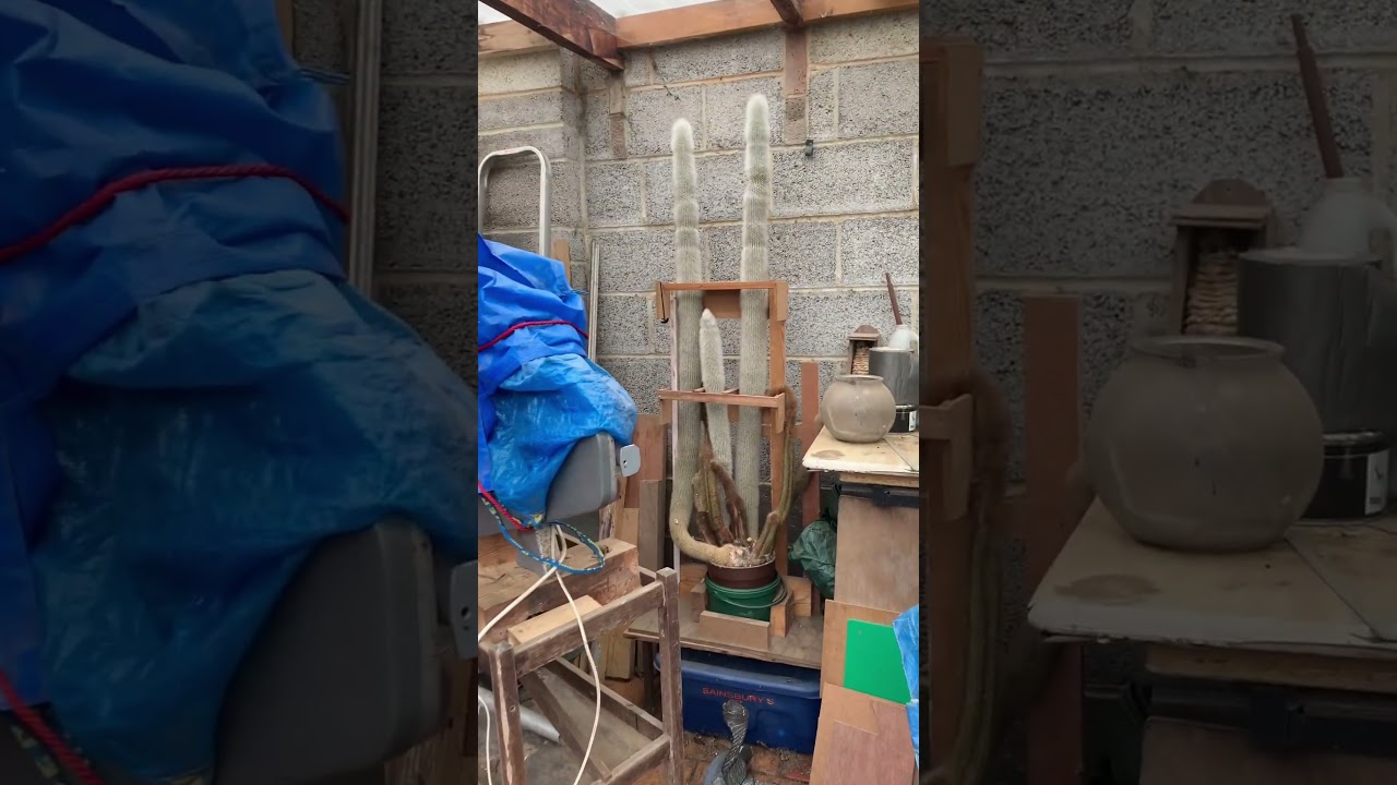 150 year old cactus started growing in the Victorian Era! 