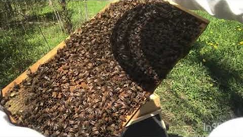 Beekeeping- First Beehive Inspection After an Initial Nuc Install [2nd Visit]