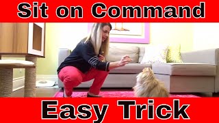Teach Your Cat to Sit - Easy Trick 😺😻🙀