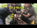 Phản Ứng Của Pitbull Tôm Và Rottweiler Mun khi lần Đầu Nhìn Thấy Những Chú Cún Con | Tường Vy Vlog
