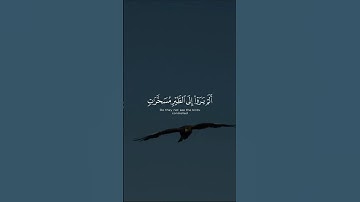 ألم يروا إلى الطير مسخرات في جو السماء ما يمسكهن إلا الله | الآية 79 من سورة النحل القارئ علي جابر❤️