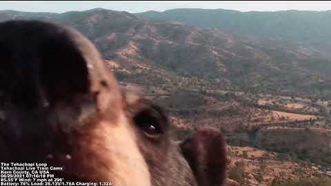 Bear Photo Bomb! The Tehachapi Loop Train Cam