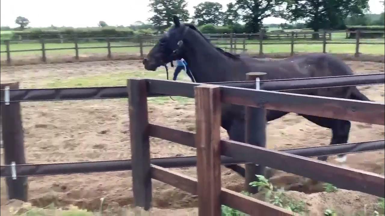 Jojo Rabbit Lunging YouTube