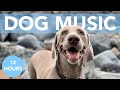 Sweet dreams dog music songs to help your anxious dog