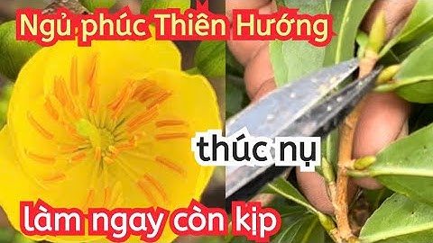 Bấm chặn  thúc nụ cây ghép bo đọt  5 cánh Ngủ phúc Thiên Hương 