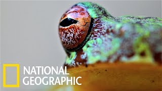 宏都拉斯的「蛙壺菌」危機《國家地理》雜誌