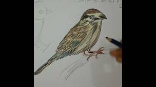 Nature drawing - Sparrow with use of colour pencils