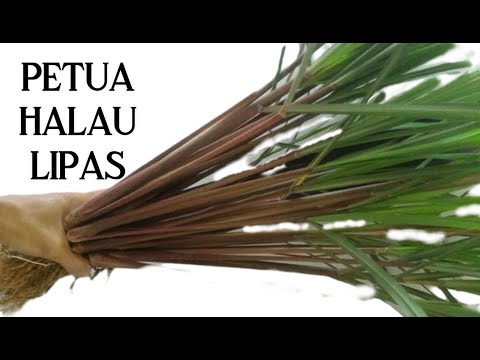 PETUA HALAU LIPAS Serai Wangi