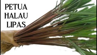 Petua Halau Lipas Serai Wangi