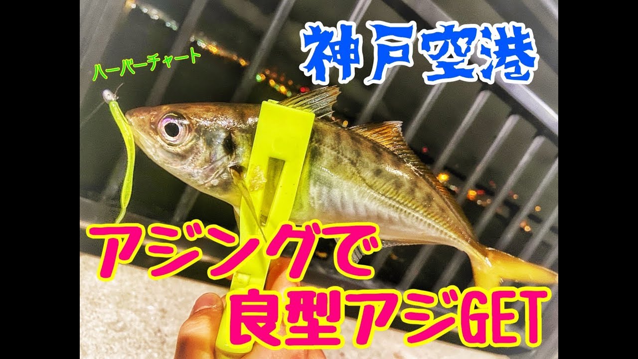 神戸港 ガシラ アジ 釣れてます フィッシングマックス 関西の釣果 大阪 神戸 和歌山の釣果情報