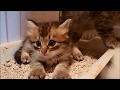 保護猫のトライアル 子猫たちの感動の？再会！【Rescue～trial】Impressive reunion　♯2