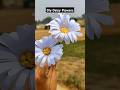 DIY cute paper Daisy flowers✨ #shorts #diy #papercraft #ytshorts #trending #viralvideo #craft