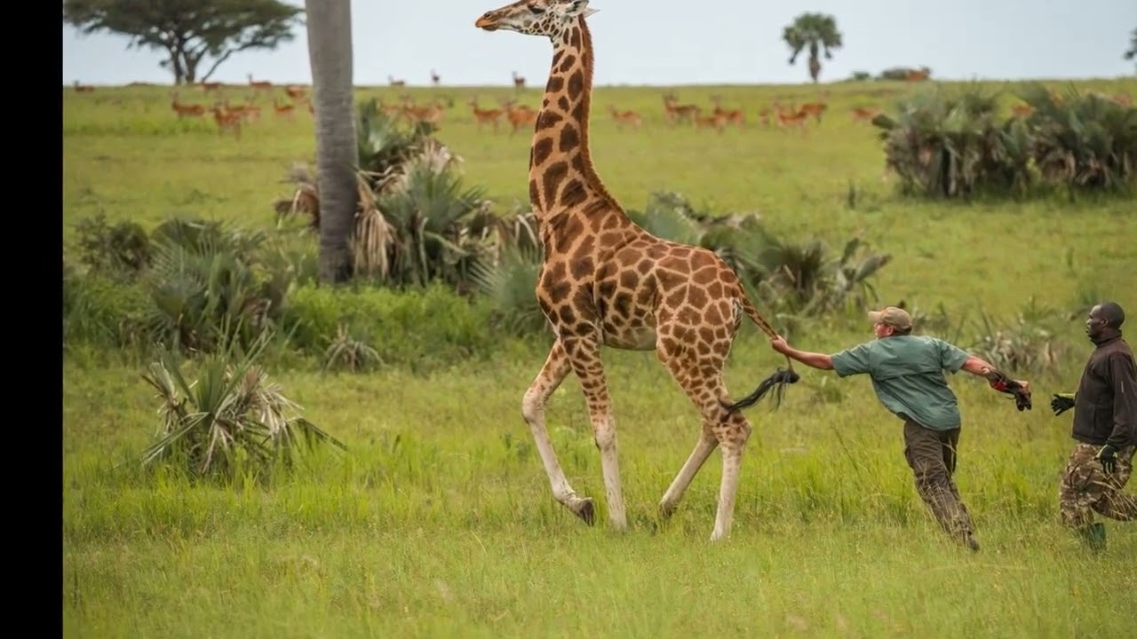 17 types of animals it is illegal to own as pets in the UK