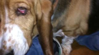 Basset Ear Cleaning...The Impossible Dream