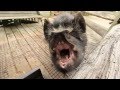 The Cutest & Ugliest Pigs in the World - Kunekune Pigs from New Zealand