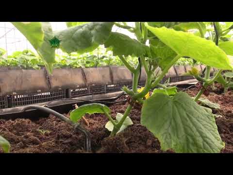 Video: Sulfato De Potasio Para Pepinos: Aplicación De Fertilizante En Invernadero Y Campo Abierto. ¿Cómo Diluir Para La Alimentación? Dosis