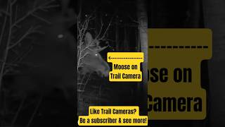 Bull Moose on GardePro E9P Trail Camera #shorts