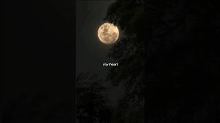 My love is mine all mine…🎧#lyrics #song #headphones #beautiful #mitski