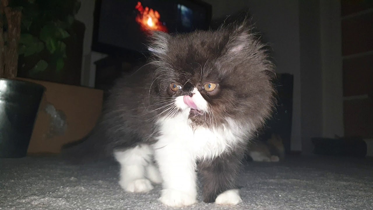 What happens when 4 Kittens pounce on me !! YouTube