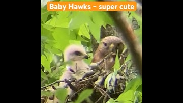Too cute! Baby Hawks.