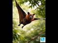 Bat எனப்படும் வௌவால் #shortsvideos #animalvideos #shortsviral #gkvideos #ytviralshorts #ytshorts