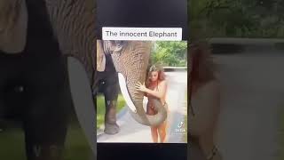 The innocent elephant