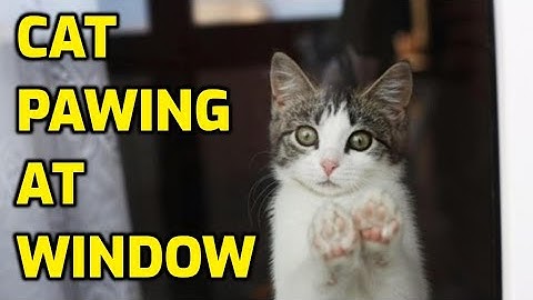 Why Is My Cat Scratching At The Window?