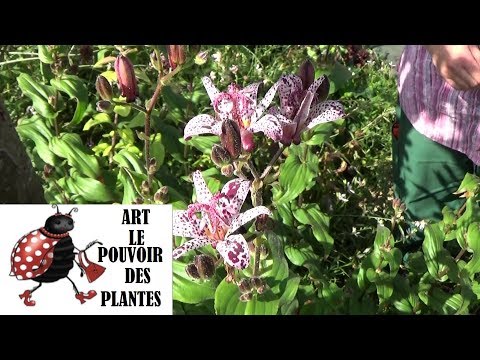 Vidéo: Crapauds dans le jardin - Comment attirer les crapauds - Savoir-faire du jardinage