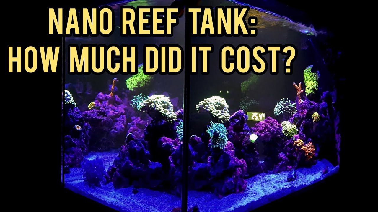 marine aquarium 3.3 pro apk Amazing nano reef tank | How much did it cost?