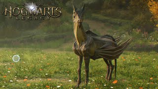 Hogwarts Legacy | Thestral | Fantastic Beasts And Where To Find Them