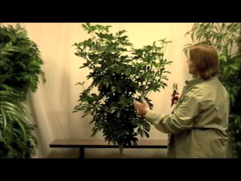 Video: Memangkas Tumbuhan Rumah Schefflera - Cara Memangkas Pokok Schefflera
