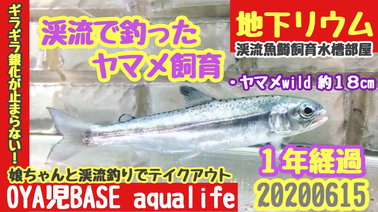 アクアリウム 渓流魚 ヤマメ飼育から1年 娘ちゃんが渓流釣りでgetしたヤマメwild18cmのギラギラ銀化が止まらない 地下リウム イワナ ニジマス オショロコマ 混泳 人工飼料 0615 Youtube アクアリウム 渓流魚 ヤマメ飼育から1年 娘ちゃんが渓流釣りでgetしたヤマメwild18cmのギラギラ銀化が止まらない 地下リウム イワナ ニジマス オショロコマ 混泳 人工飼料 0615 Youtube