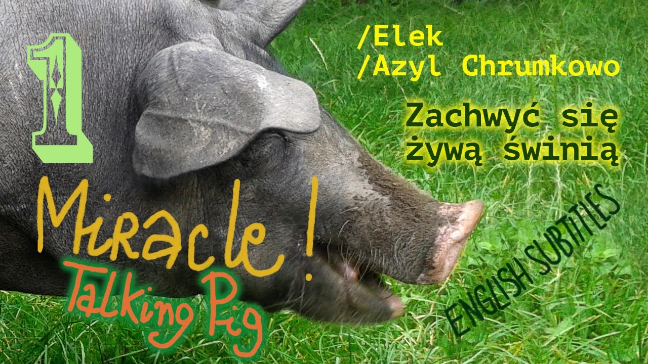Zachwyć się żywą świnią. Mówiąca świnia. Część 1. Admire the Living Pig. Talking Pig. Part 1.