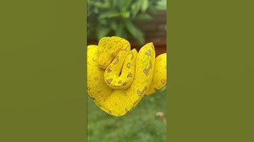 Greens starting to come in on this Green Tree Python. #shorts #snake #pets #animals #python