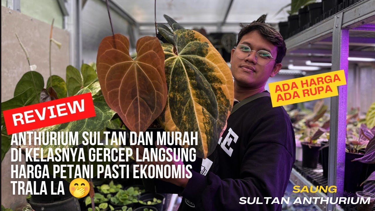 Anthurium Sultan Harga Ekonomis Ready Varigata, Varian Muchlis, Red Crystal Dan Masih Banyak Lagi💯