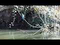 Kingfishers Digging a Nest 💙🐦 | Amazing Nesting Behaviour #birds #nature #wildlife