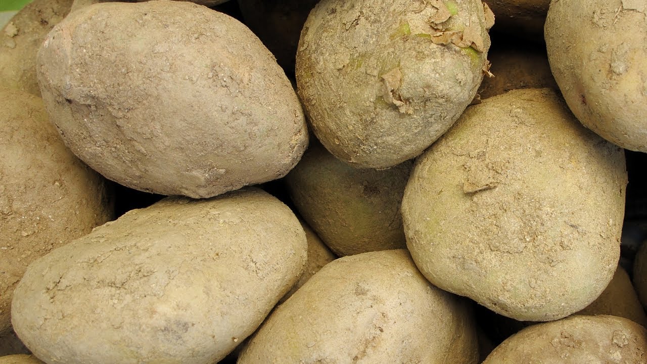 Time to Plant Potatoes in the Garden