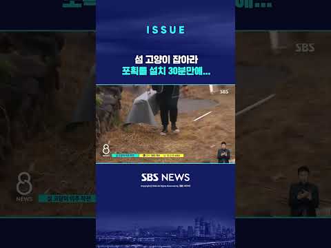 섬 전체가 천연보호구역 <strong>마라도</strong>…고양이 &amp;#39;강제이주 현장&amp;#39; (링크는 댓글에)