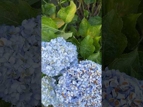 Video: Hydrangea Powdery Mildew: tratar una hortensia con polvoriento mildiú