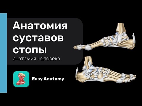 Анатомия суставов стопы |  Суставы плюсны и фаланг пальцев