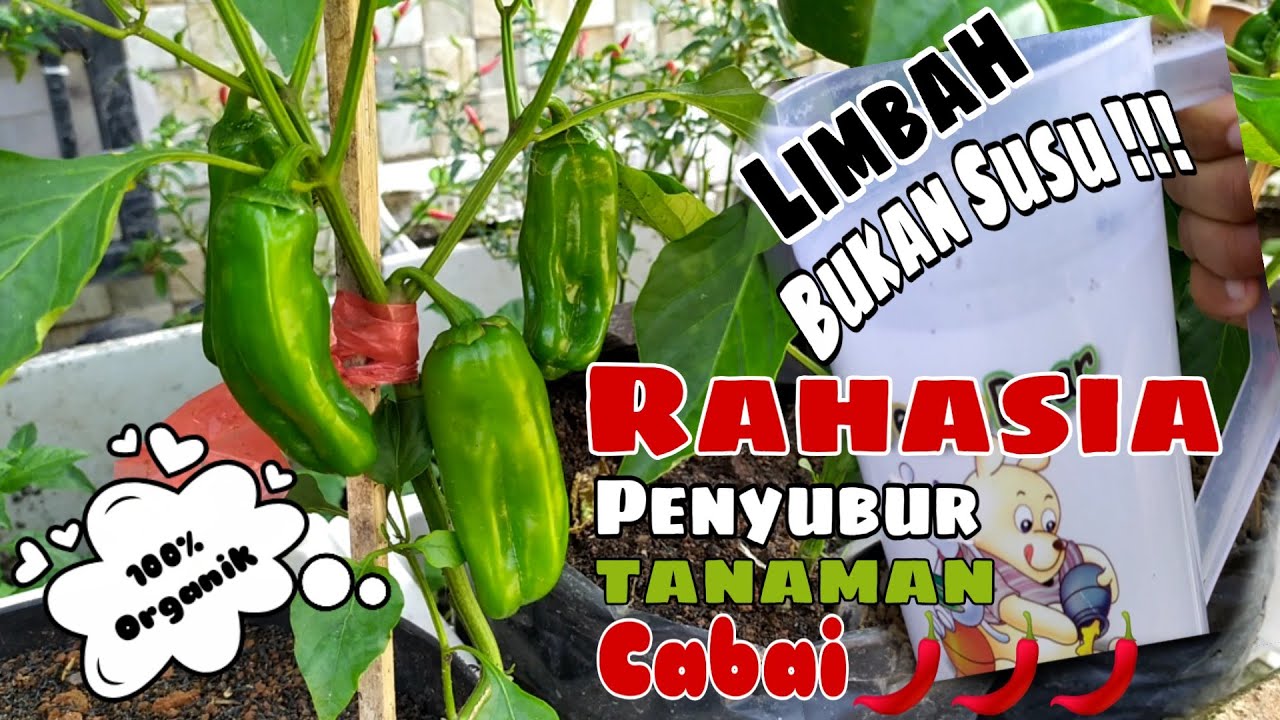 Rahasia Cabe Berbuah Lebat... part 2 