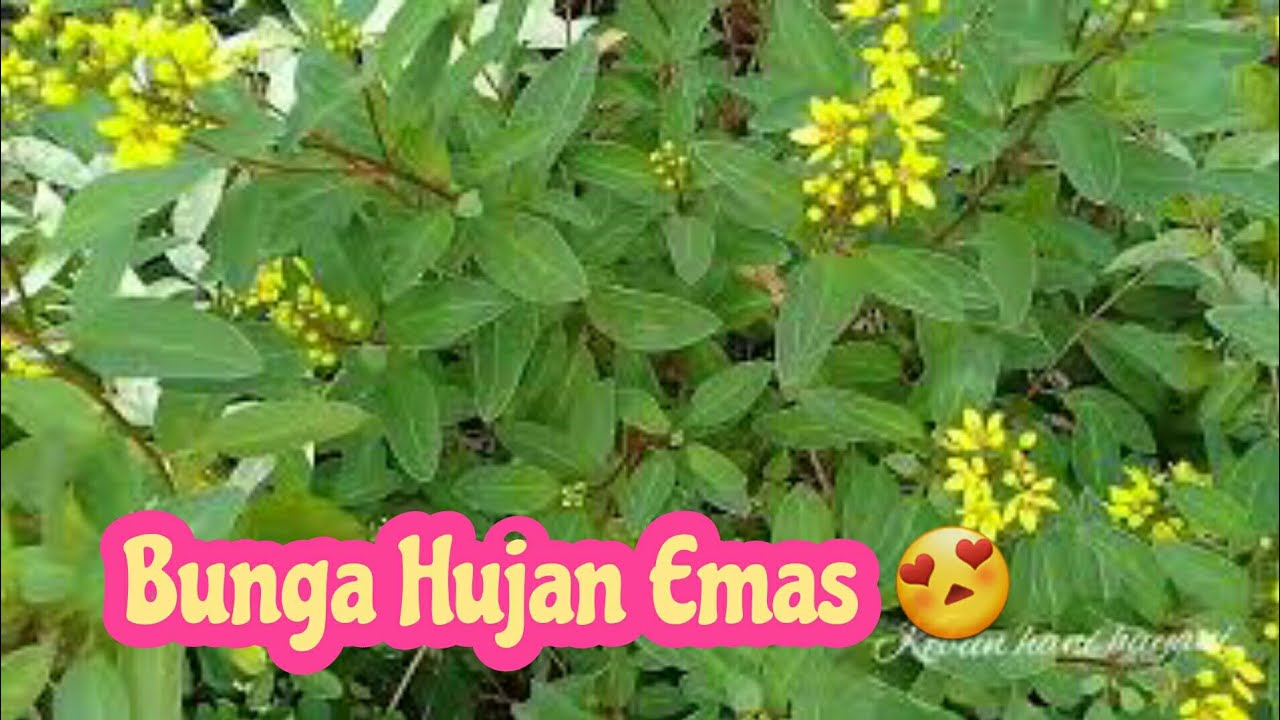 Bunga Hujan Emas 