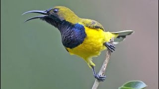 Pancingan Burung sogon/sogok ontong ijoan,ndasi,ijoan auto langsung respon.