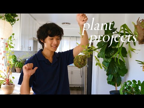 My Creative Plant Projects | how i keep plants exciting